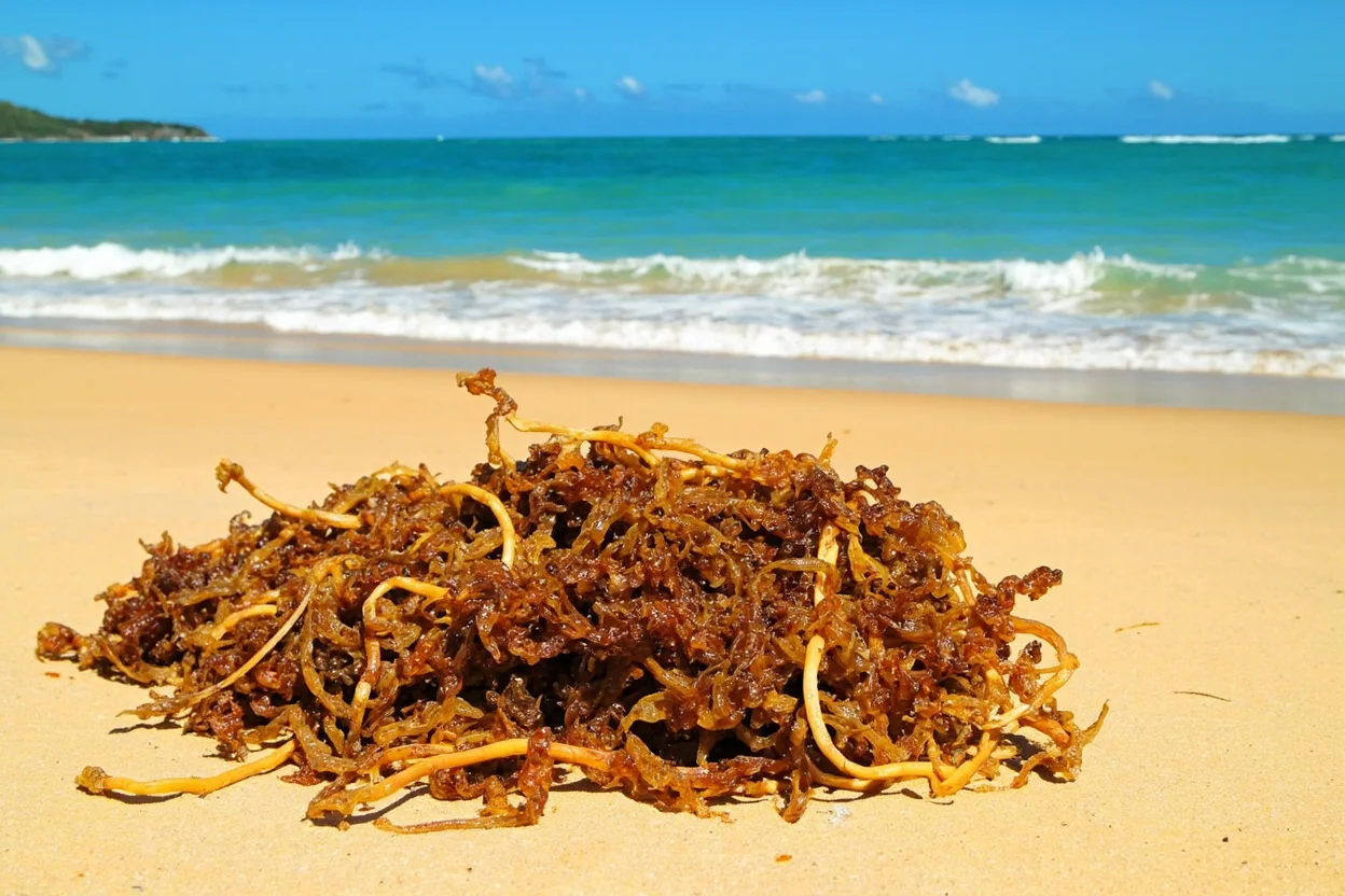Sargasse échouée sur une plage de Guadeloupe