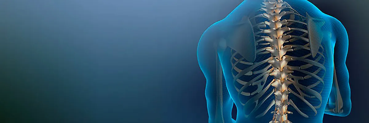 Colonne vertébrale et ostéopathie — illustration anatomique